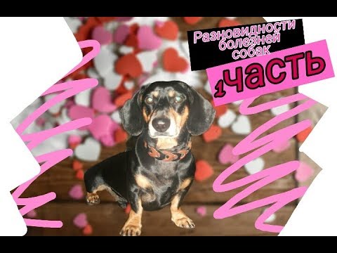 Видео: Распостроненные болезни собак||1 часть|| Oskar the Dachshnd||2019|