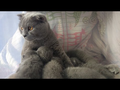 Video: Scottish Straight Cat Scottish Straight: Fotoğraflı Cinsin Tanımı, Bakımın Doğası Ve özellikleri, Yavru Kedi Seçimi Ve Sahiplerin Yorumları