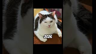 Famous Cat Memes 🐱(then v now) #thenvsnow #memes #cat #funny