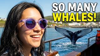 We Didn't Expect to See This Many Whales
