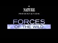 Forces of the Wild (Part 2 of 5) Perpetual Motion (1998)