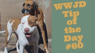 What Would Jeff Do? Dog Training Tip of the Day #60