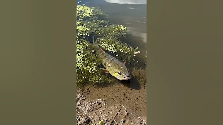 🤯 CRAZY Fish BITE! You WON'T Believe This Bait! 🎣 #49