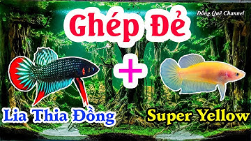Cập Nhật Bầy Cá XIÊM Lai NEMO - Thử Ghép Đẻ Cá LIA THIA ĐỒNG Và Betta SUPER YELLOW┃Đồng Quê Channel