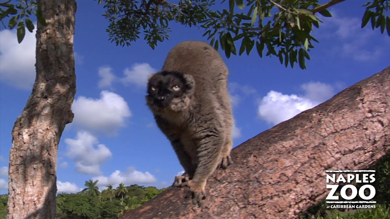 Naples Zoo's Primate Expedition Cruise