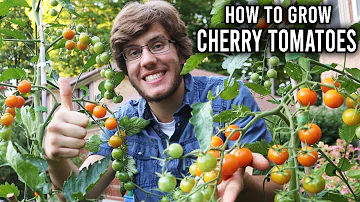 Jak se staráte o cherry rajčata SunSugar?