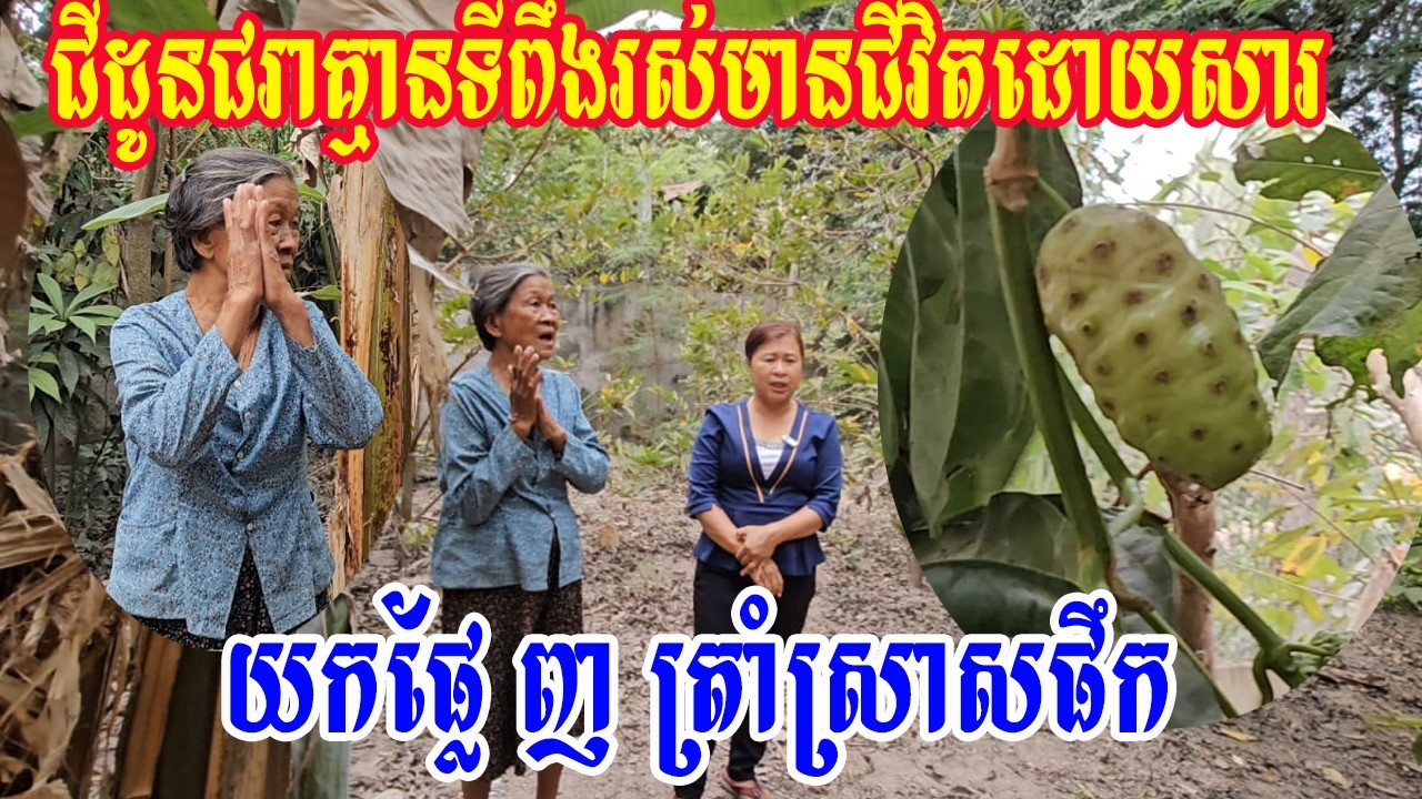 ជីដូនជរាគ្មានទីពឹងរស់មានជីវិតដោយសារយកផ្លែញត្រាំស្រាសផឹក