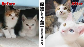 保護した子猫…あれから6ヶ月│新しい猫ハウスへお引越し