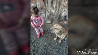 Pi̇tbull Heves Degi̇l Yaşam Tarzidir 😉😉👑👑