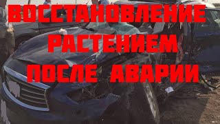 Растение помогло восстановиться после аварии. Интервью