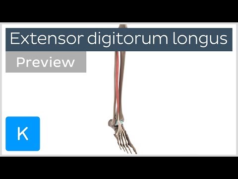 Видео: Extensor Digitorum Longus Muscle Происхождение, анатомия и функции - Карты тела
