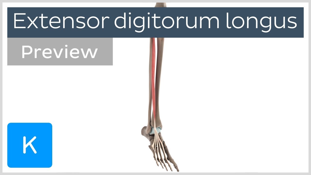 Functions Of The Extensor Digitorum Longus Muscle (Preview) - 3D Anatomy | Kenhub