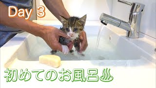 【Day 3】保護した野良仔猫をお風呂に入れてみたところ。。。