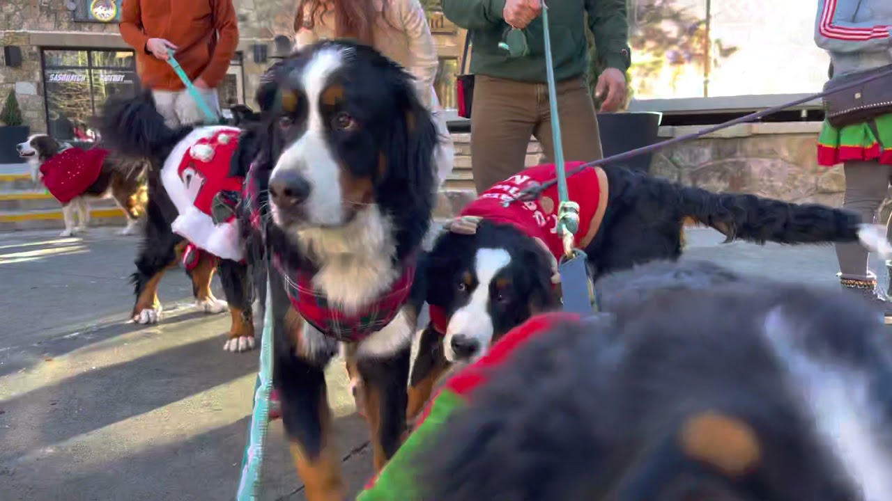 2021 Breckenridge Bernese Mountain Dog Parade YouTube