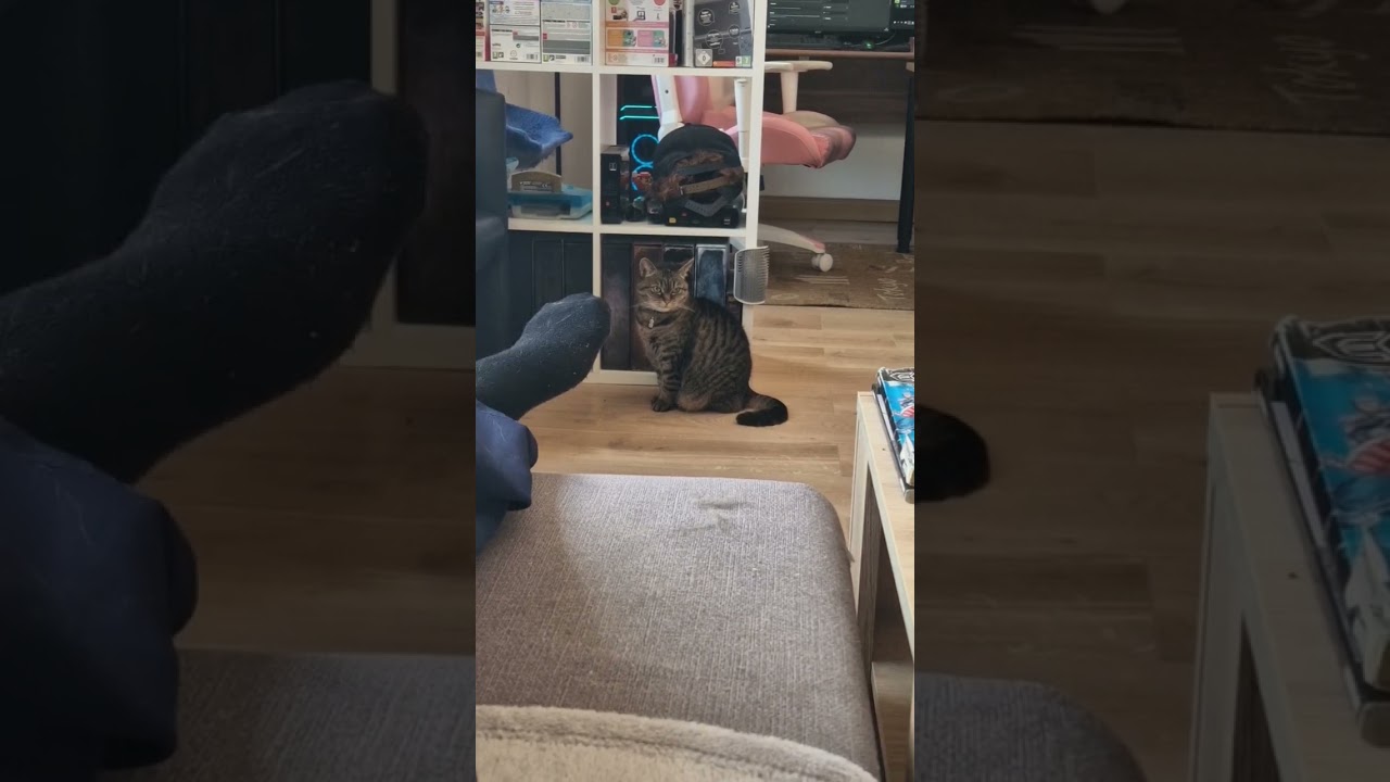 😽Da ist ja eine Lucy🐾 