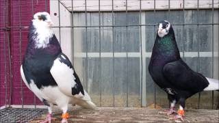 Birmingham Rollers - Arcee Loft ( Breeding pairs for 2017 )