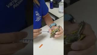 A Turtle While Being Injected, Ran to Its Owner