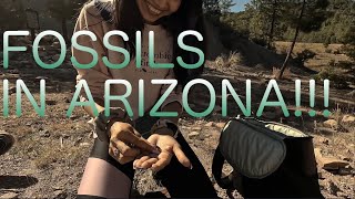 Paleozoic Fossil Hunting at Arizona's Indian Gardens Paleo Site