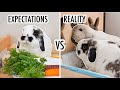 Life with bunnies  expectation vs reality 