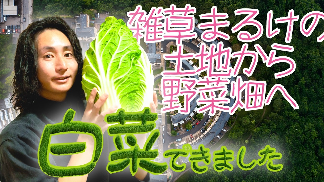 草だらけの土地を夢の野菜畑へ！！白菜収穫#農業　#農業初心者　#白菜収穫　#白菜　#家庭菜園