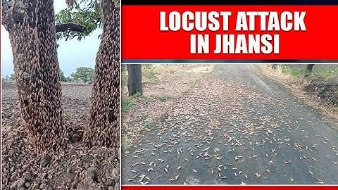 Locust attack in India | Video