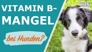 Vitamin B Komplex Fur Hunde Katzen Kaufen Greenhero