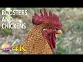 📗Roosters crowing & chickens clucking-Domestic animals from the Greek fauna for education - 4K video