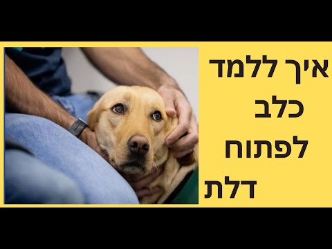וִידֵאוֹ: כלבי שירות: כיצד להפוך את כלבכם לכלב שירות ועוד