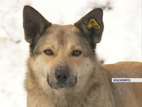 Жители Красноярска стали чаще замечать бездомных собак с чипами