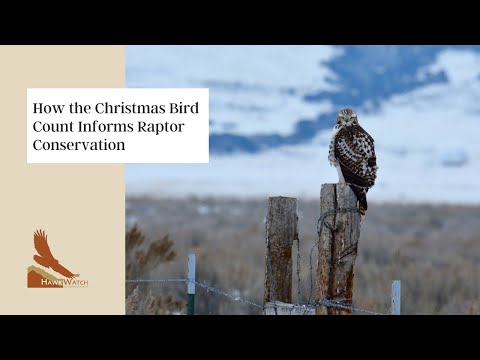 Video: Holiday Conservation Project: The Christmas Bird Count