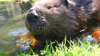 Beavers Bob for Baby Pumpkins