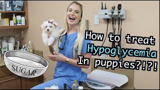 Managing Hypoglycemia in Puppies? | CRASHED PUPPIES