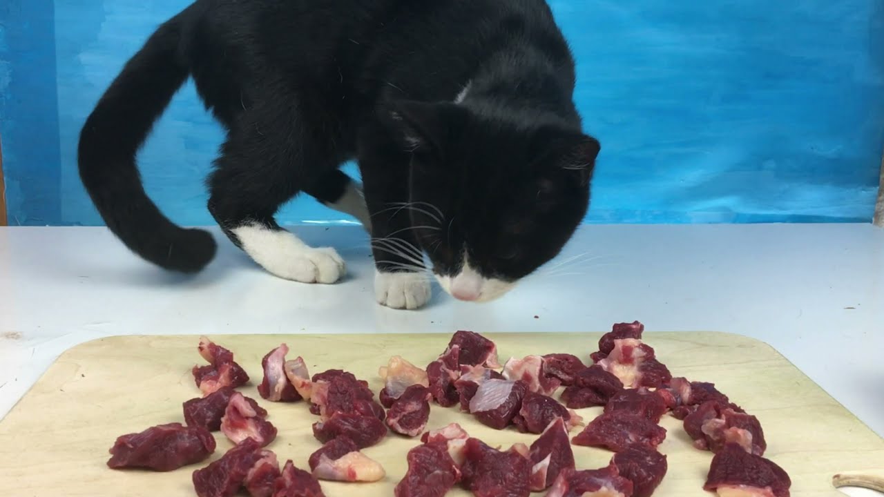 Black cat eating raw beef CAT ASMR 🐱 10 asmr kitten YouTube