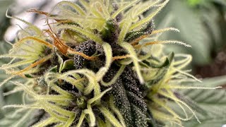 Dünger von 420 Flow /// TIVON'S GROW