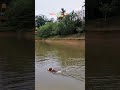 #JRT🐶🐾🐕‍🦺#Jack Russell 🐶🐕‍🦺#swim🏊‍♂️#petfans🫶#puplove❣️#Dukey🐶😎#YT trend👍#YT short🫶▶️#go viral😍