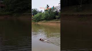 #JRT🐶🐾🐕‍🦺#Jack Russell 🐶🐕‍🦺#swim🏊‍♂️#petfans🫶#puplove❣️#Dukey🐶😎#YT trend👍#YT short🫶▶️#go viral😍