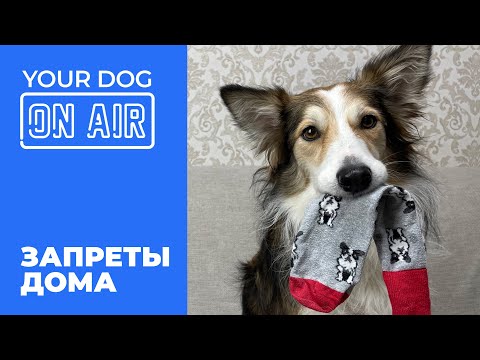 Запреты дома 🎙️Научить собаку слышать команду Нельзя 🐶 Прямой эфир разбираю ваши Фу  🐕