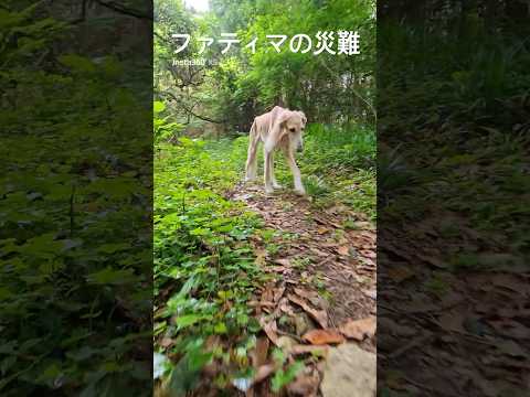 ファティマの災難 #saluki #サルーキ #可愛い #大型犬#老犬