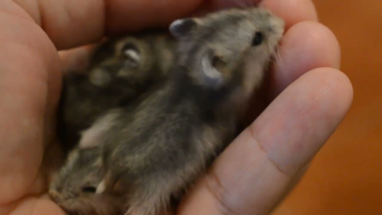 [Off Topic] Campbell's dwarf hamster - Phodopus campbelli - Hamster anão russo