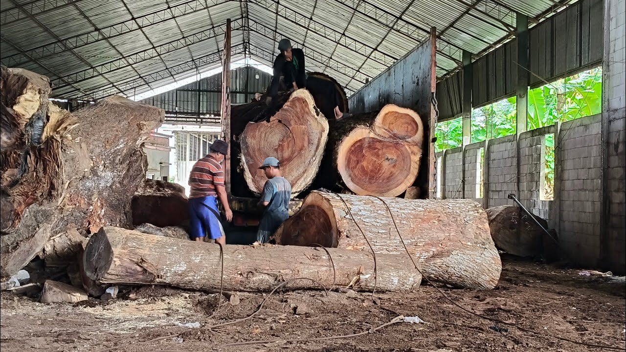 The process of unloading the Monster I sawmill trembesi wood - YouTube
