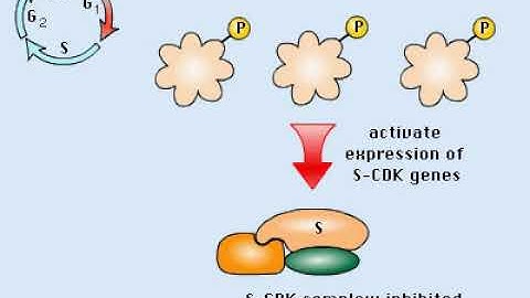 Cell Cycle Process and regulation Animation