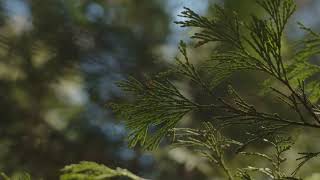 Lake Arrowhead Memorial Tree #268 | Better Place Forests