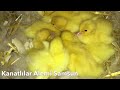 Amerikan Ördeğinin Muhteşem Yavru Çıkımı #american ducklings (Bölüm 30)