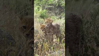 Two Inquisitive Little Cheetah 🐆 cubs Investigate