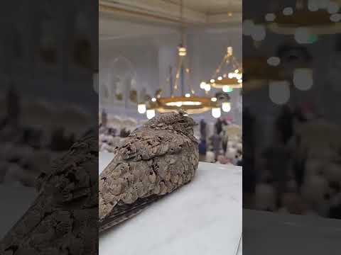 سبحان الله الطير في الحرم وش اسمه ؟ #shortvideo
