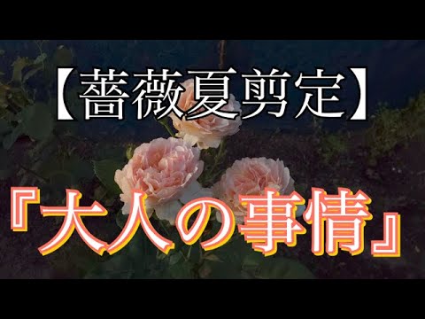 ガーデン薔薇日記 22 夏剪定 大人の事情 Youtube
