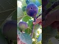بداية ظهور تمار التين Nature بداية ظهور تمار التين Nature