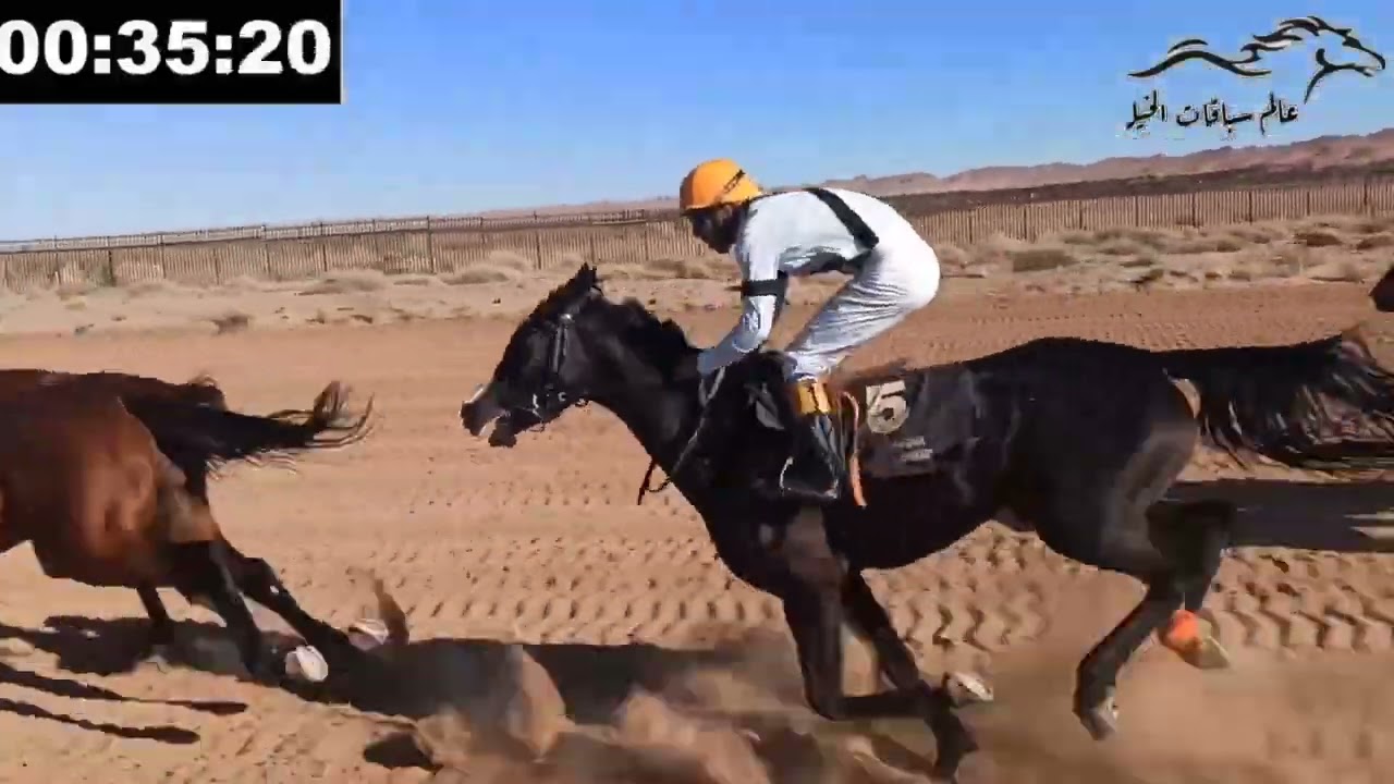سباق الخيل ليوم 12/1/2022 المخصص للخيول العربية الاصيلة.