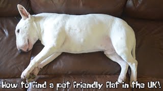 How to find a PET FRIENDLY FLAT in the UK! Wealth