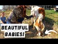 2 more kids on the farm!  Jules gave birth to two beautiful babies!